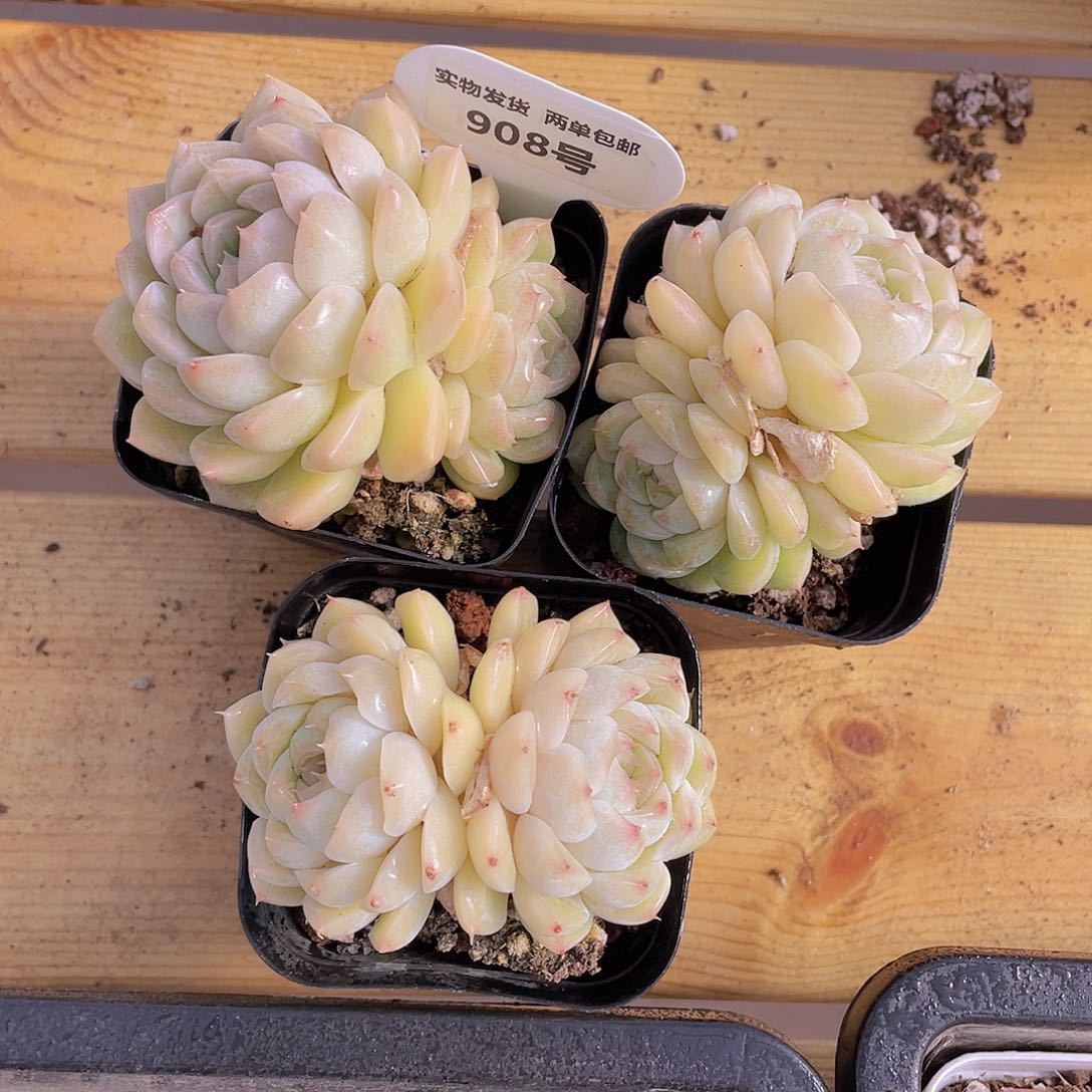 908号 白底白桃汽水大双头一个