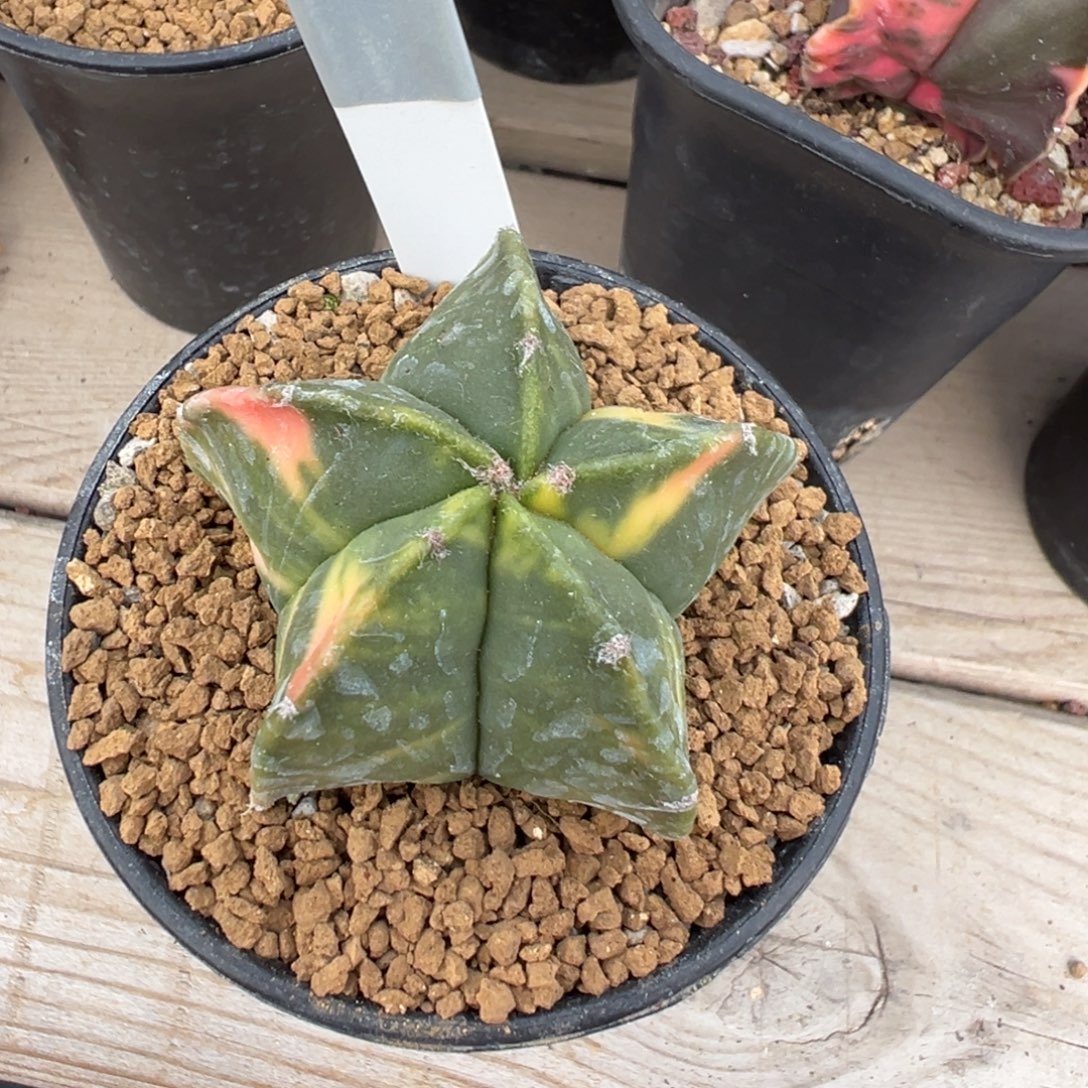 099实生根鸾凤玉锦多肉植物带盆土