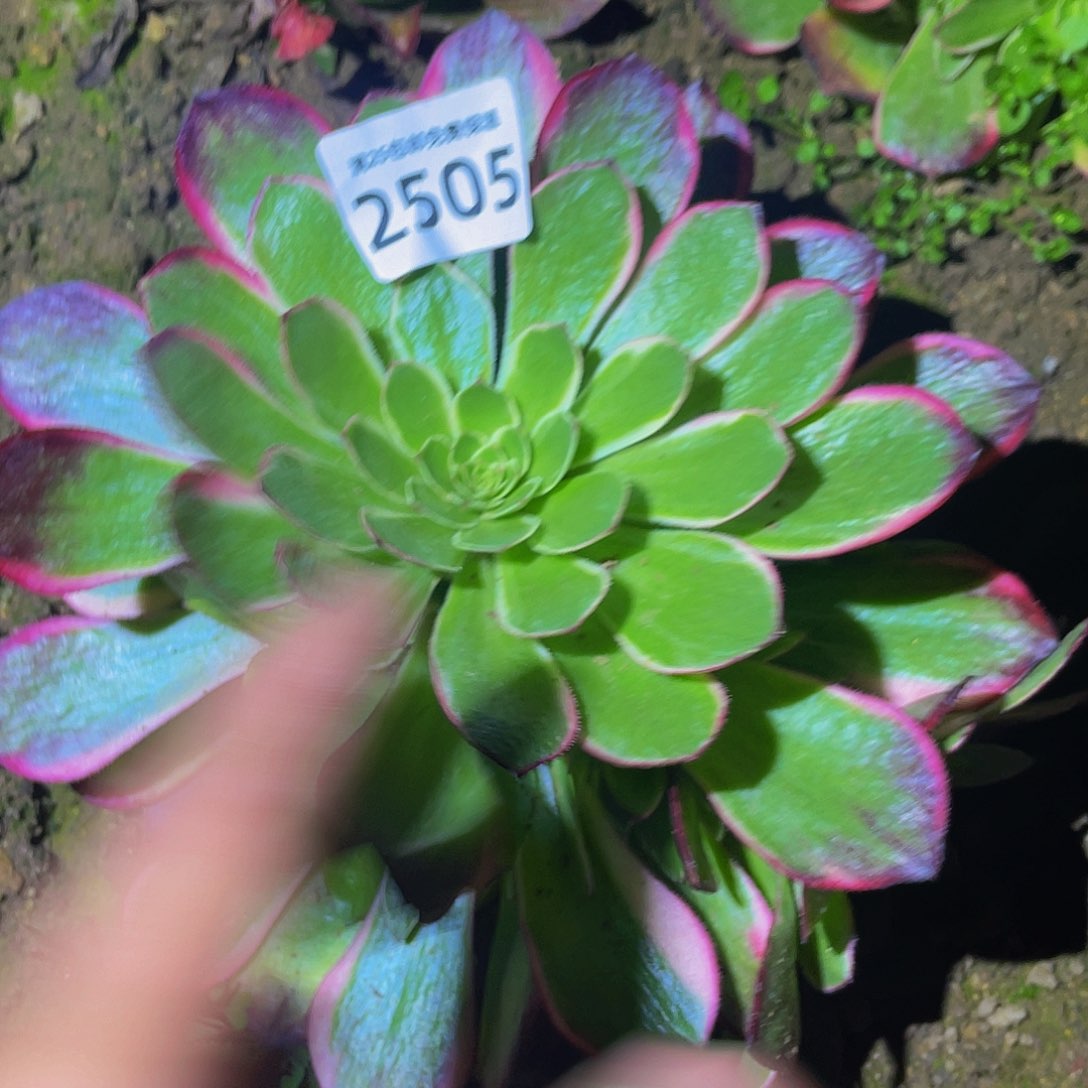 2505粉花妖多肉植物