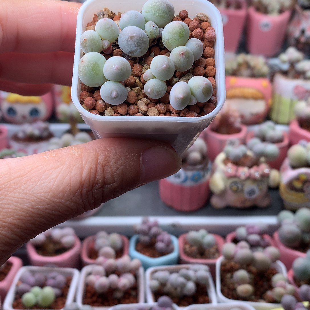 米可奶酪单头带盆发货