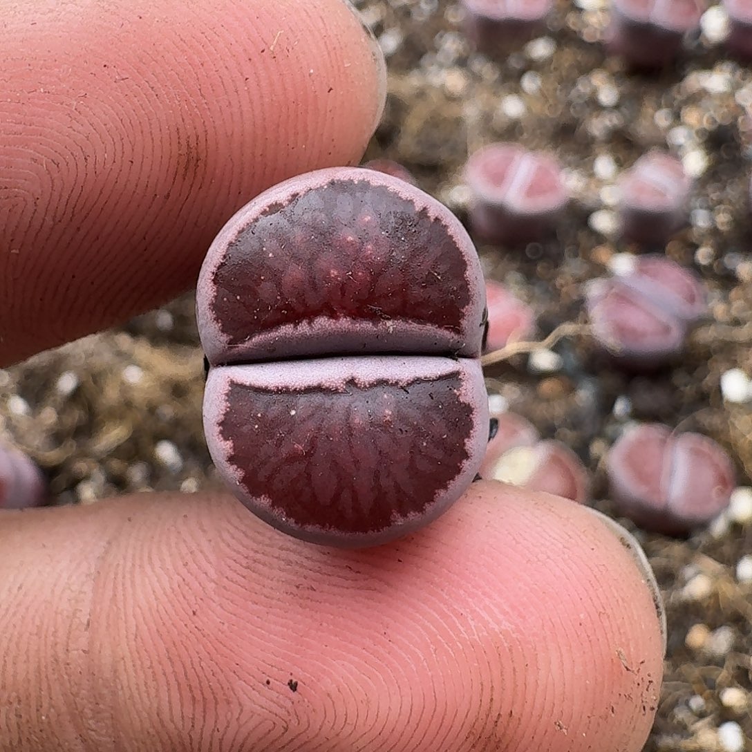 陈***陈353 哈哈哈哈哈哈哈哈哈