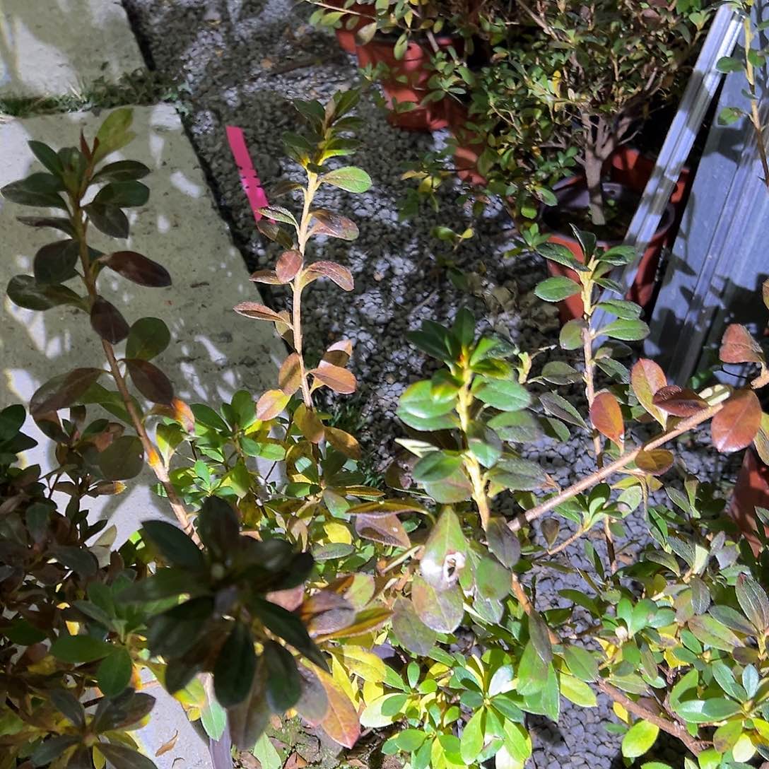 无花朵盆景皋月杜鹃保惠比须