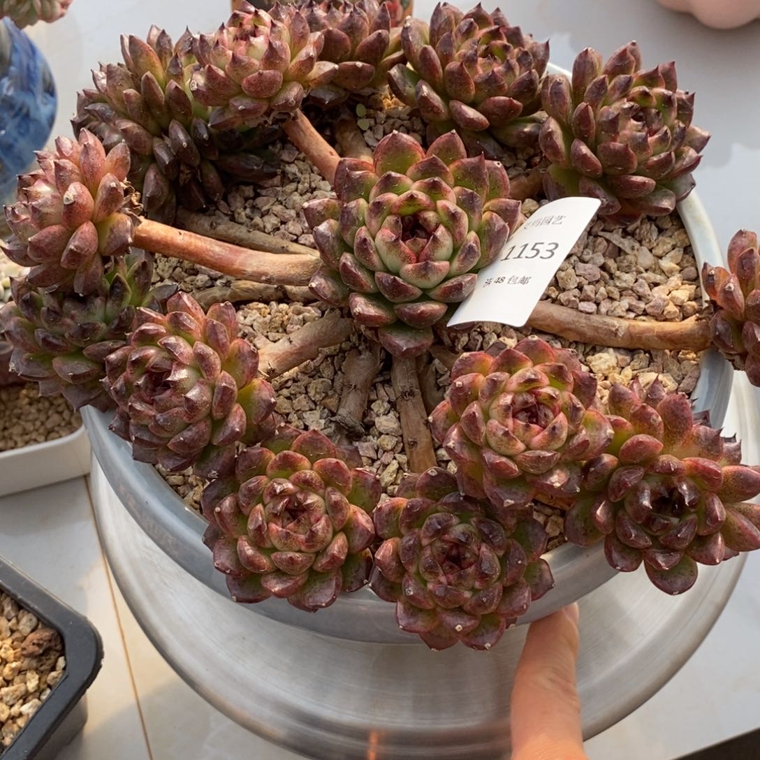 黑水晶群生多肉多肉1153