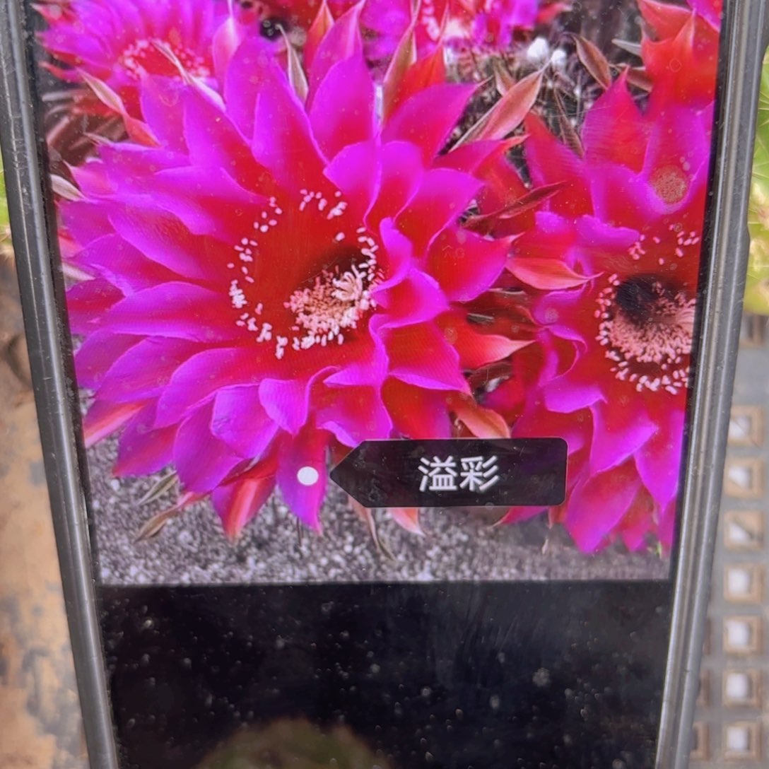 溢彩彩侧牙20包邮仙人球1