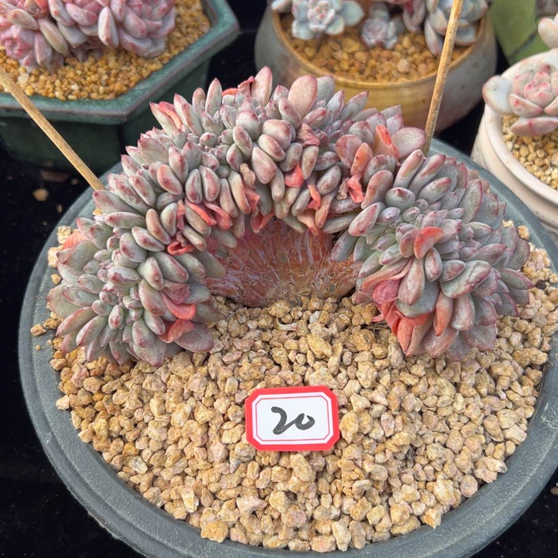 新年快乐 新年快乐