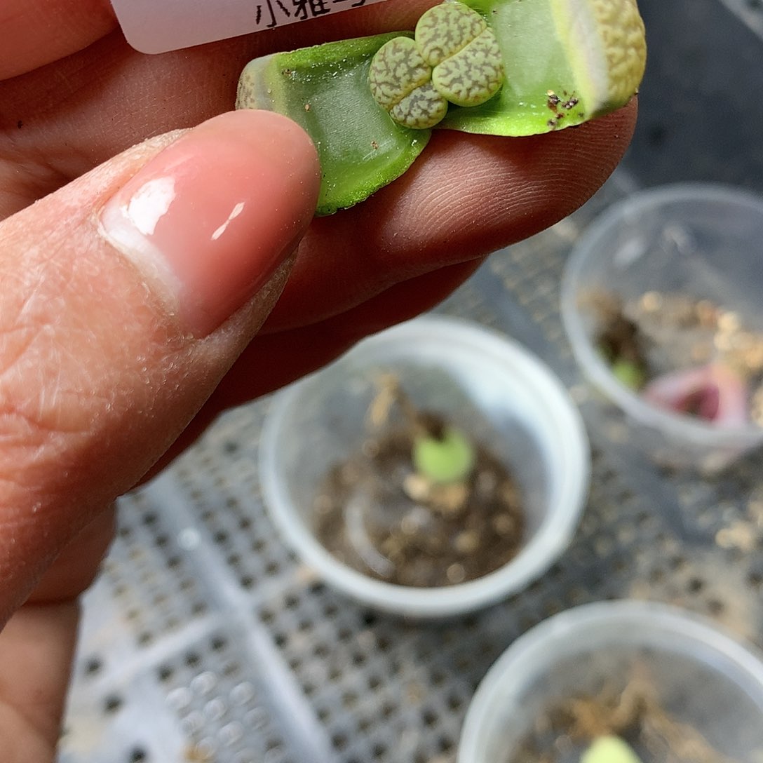 B381多肉植物保护研究所