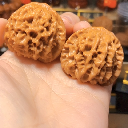 野生小众：玄月狮子头