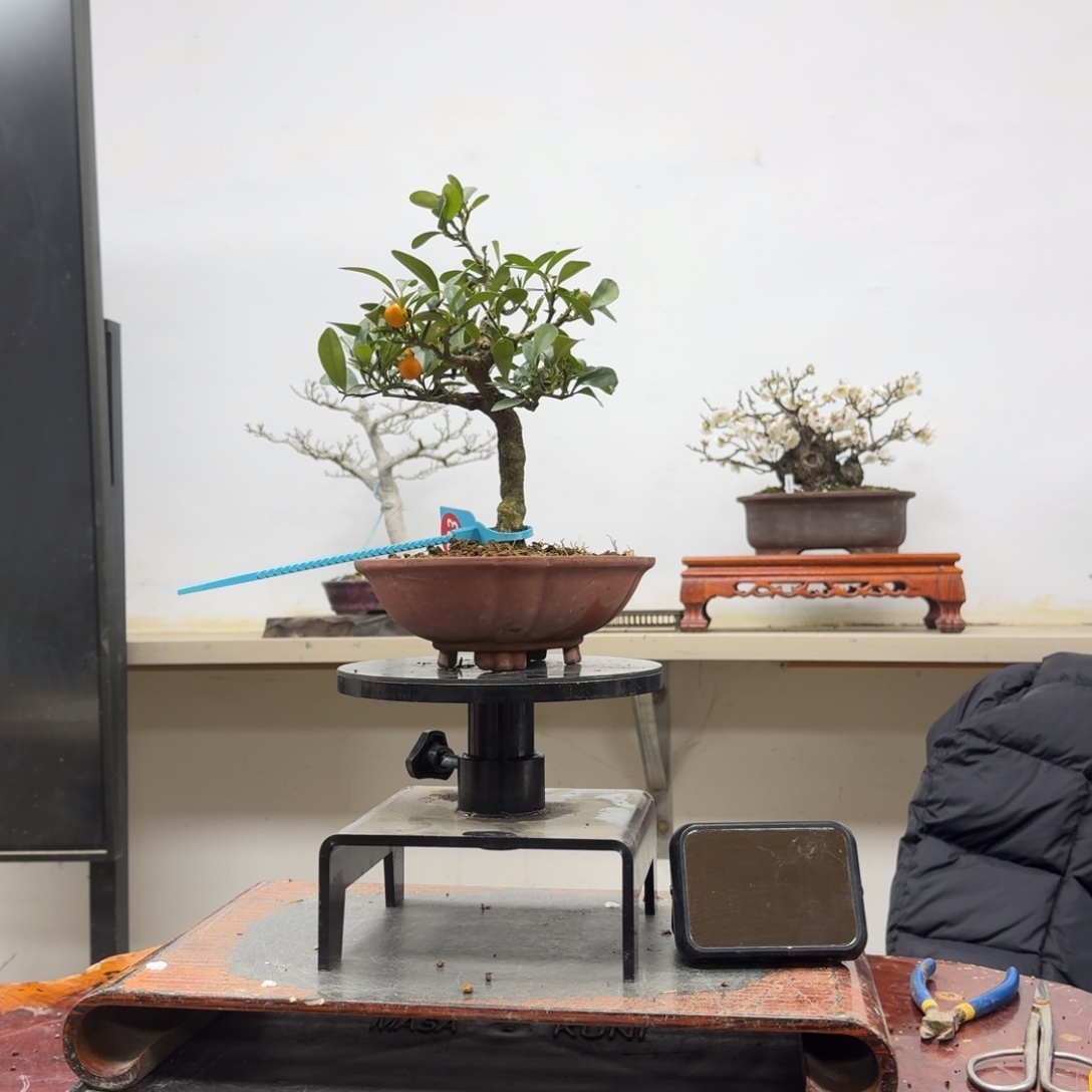 量***子无花朵833顺丰到付不包邮