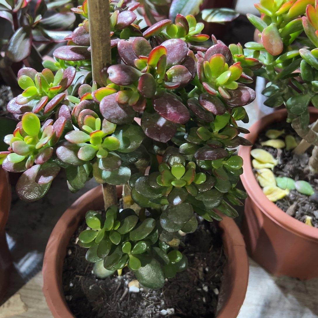 做***事稀有糖果带土球发货5938