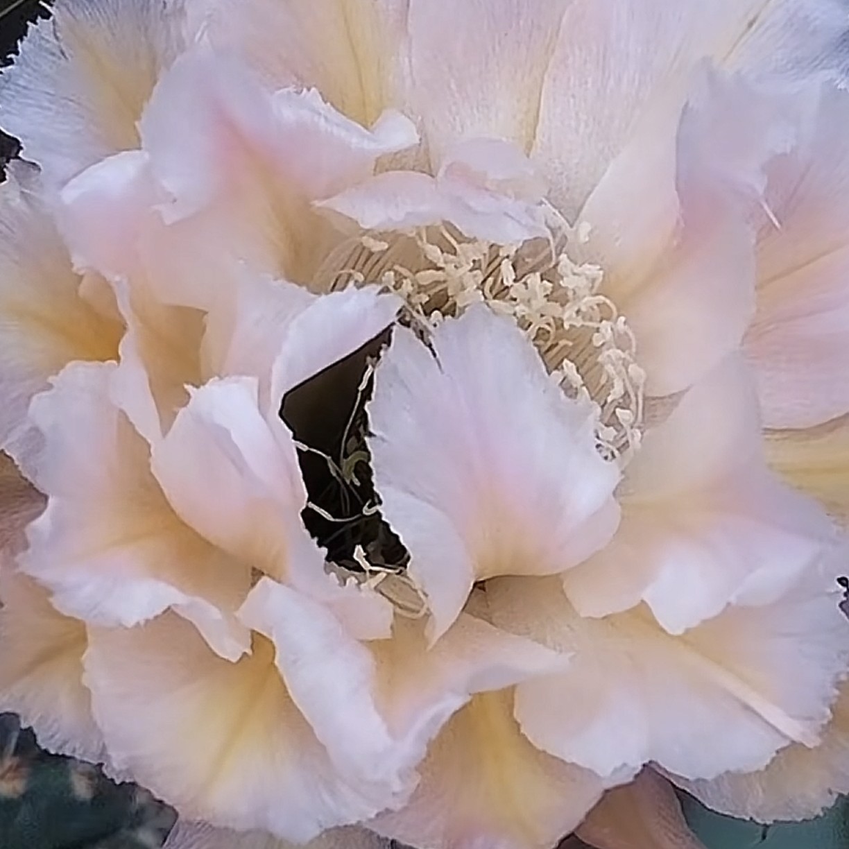 彩草黄白侧芽歪6-7CM  满28包邮非偏远