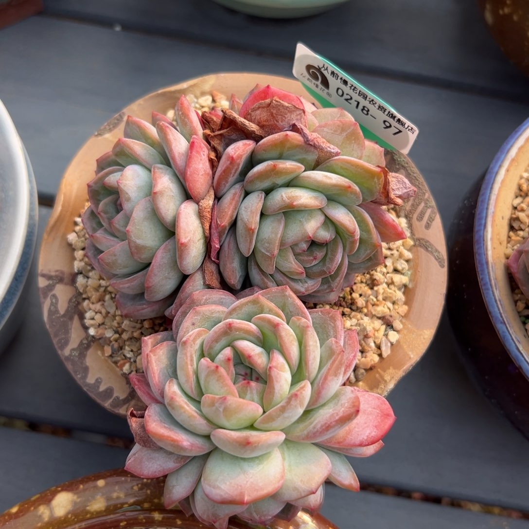 多肉一物一拍0218-97