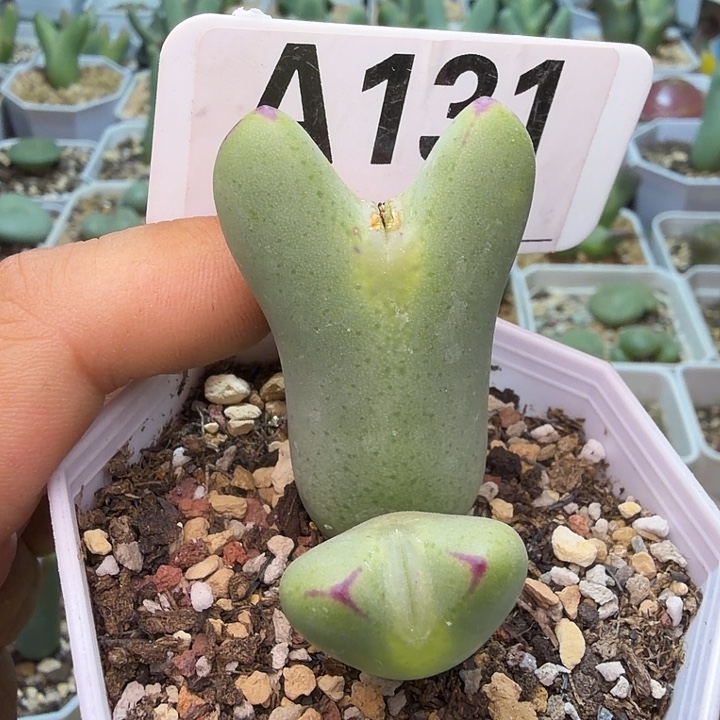 131。满38包邮肉锥