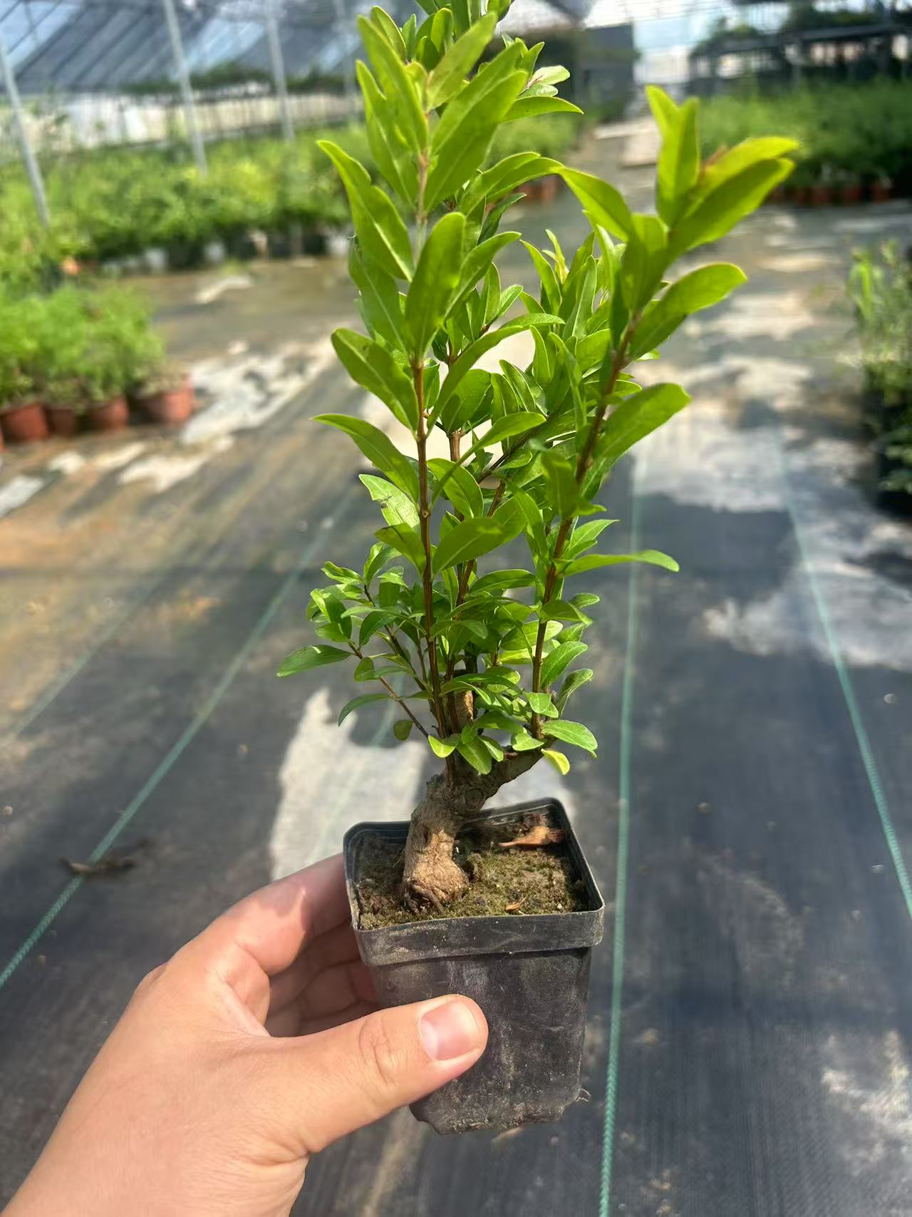 原生大红袍小盆景老桩 不带叶子 落叶了