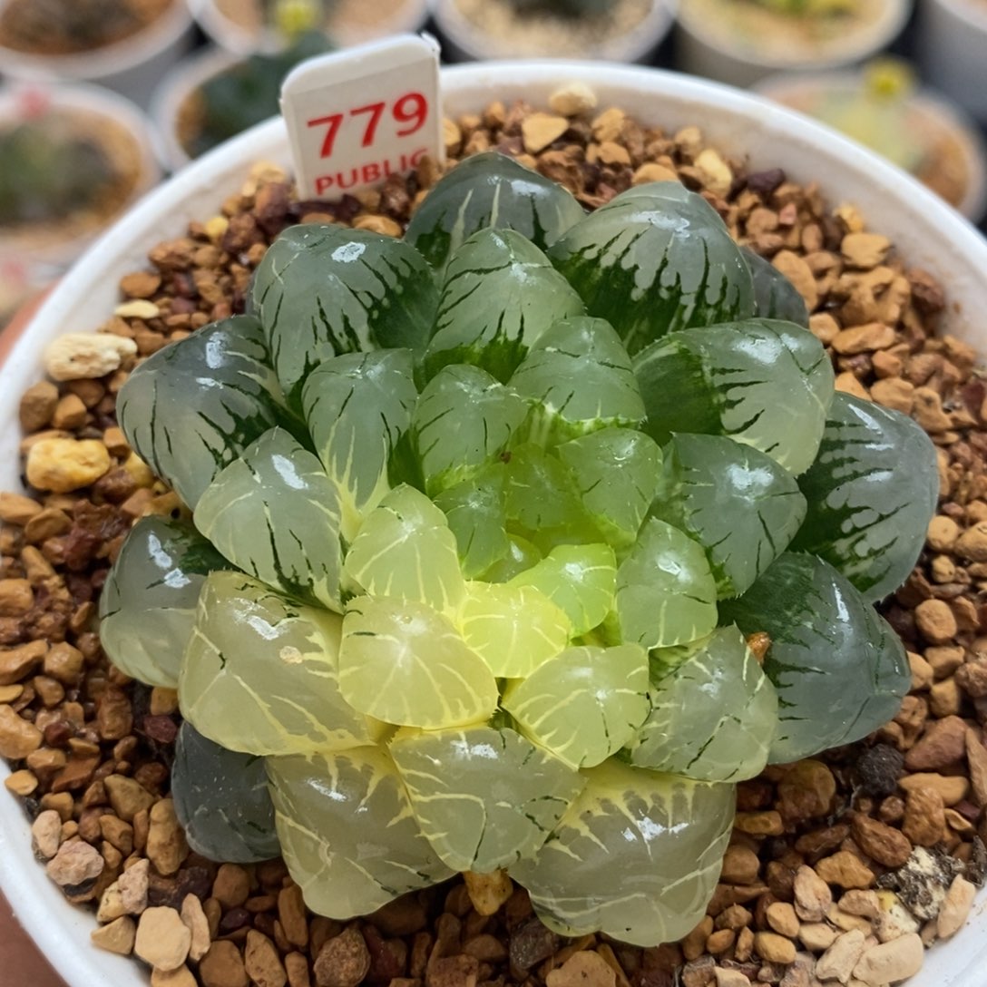 779玉露十二卷多肉植物