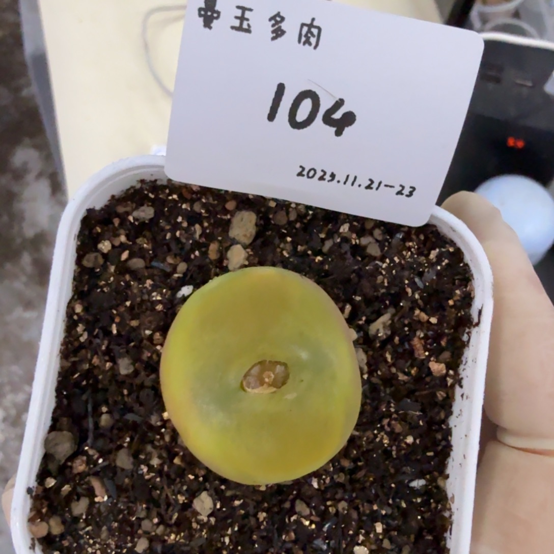 *****多肉多肉多肉11-104 蟠桃1801.1