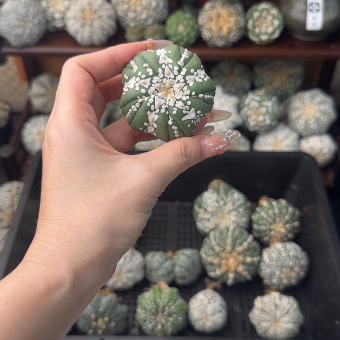 王***飞花盆哈哈哈哈哈哈哈