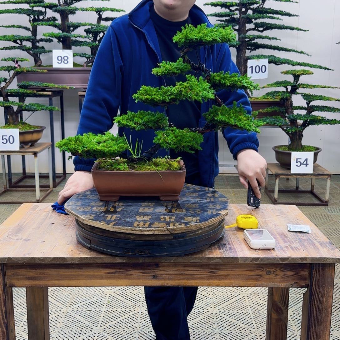 无花朵柏树造型盆景