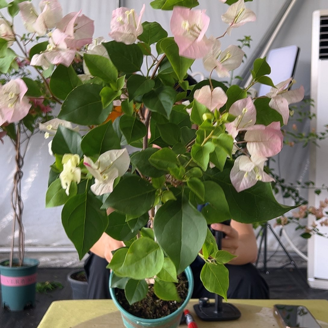 当前无花栽培后可以开花绿樱带竹一颗