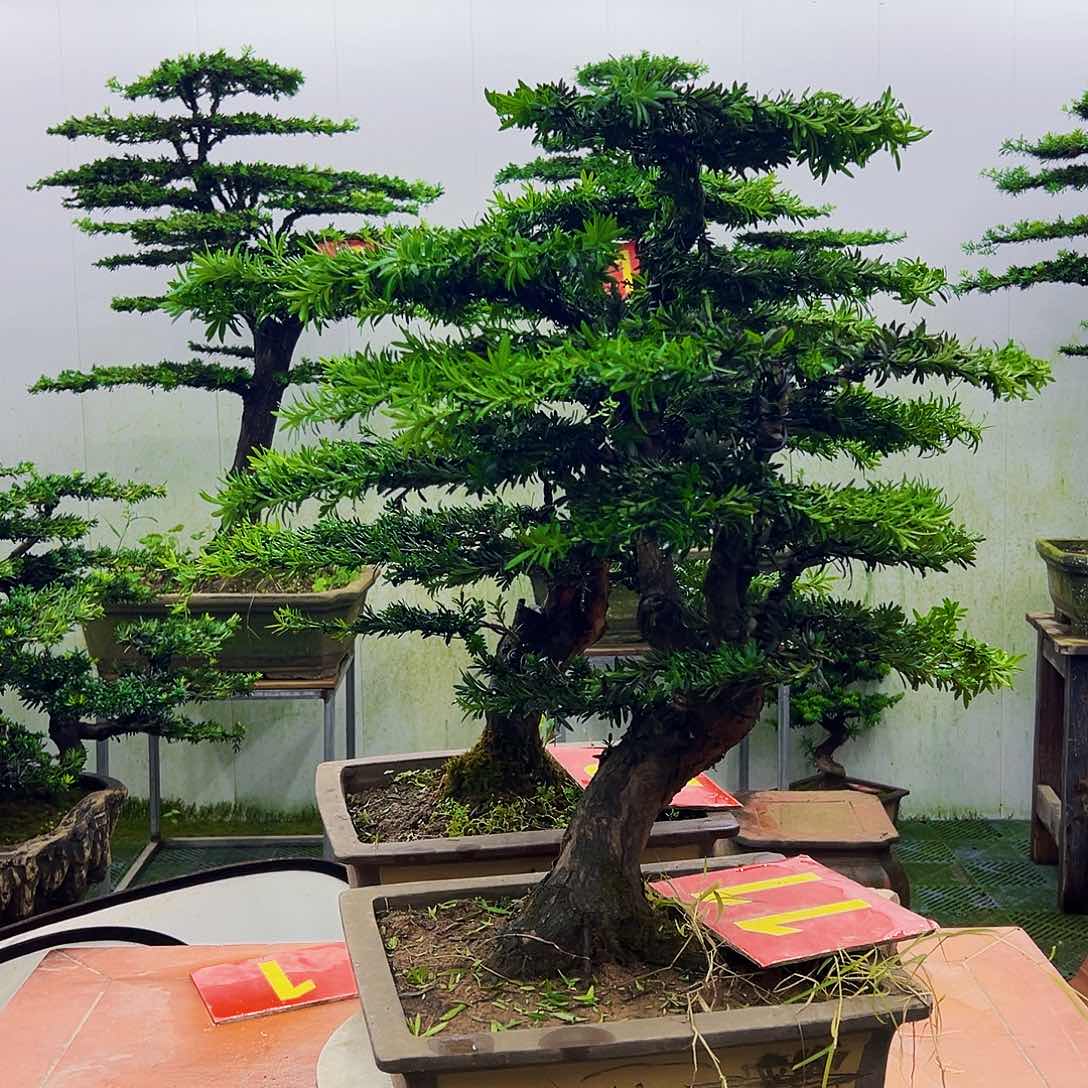 不开花植物平**康罗汉松