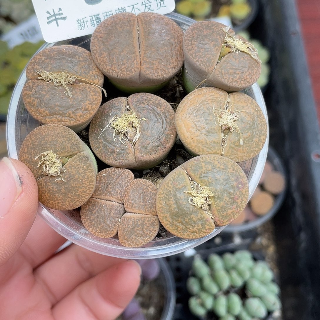 娜***琪889000000花花花花花花花花花