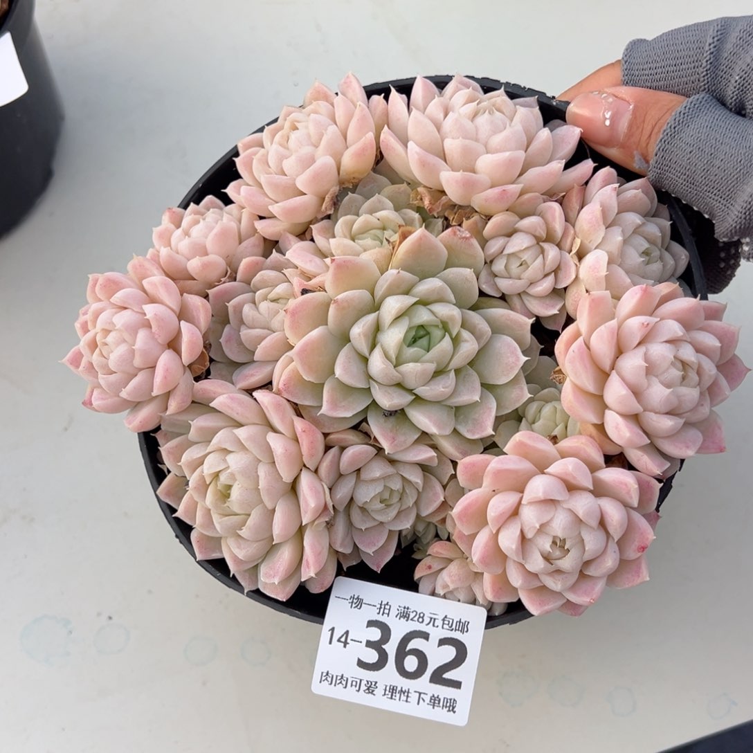 白月影多肉多肉多肉多肉