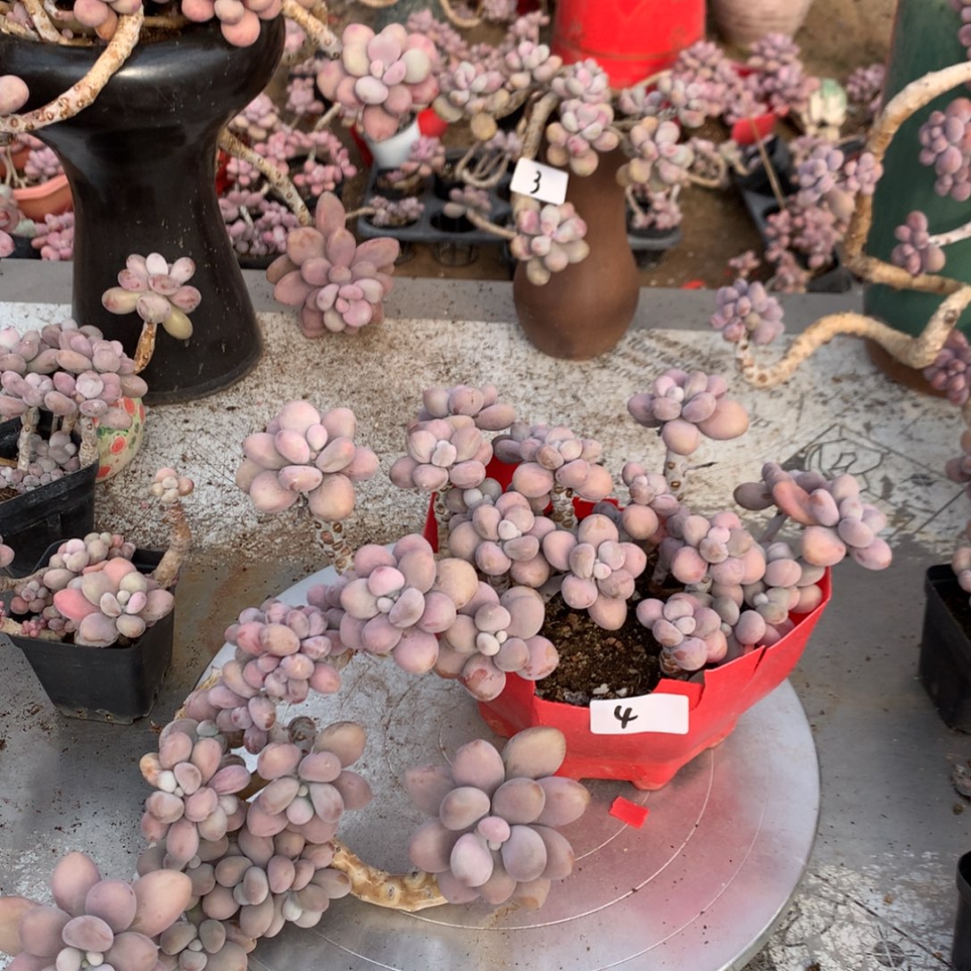 桃蛋老桩不带盆4号