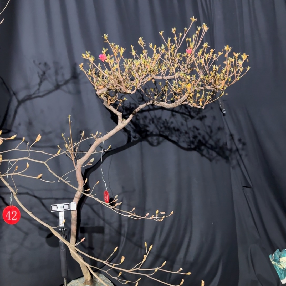 全部花苞大别山先花后叶映山红
