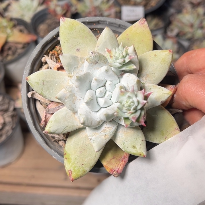 133哈哈哈哈哈哈哈哈