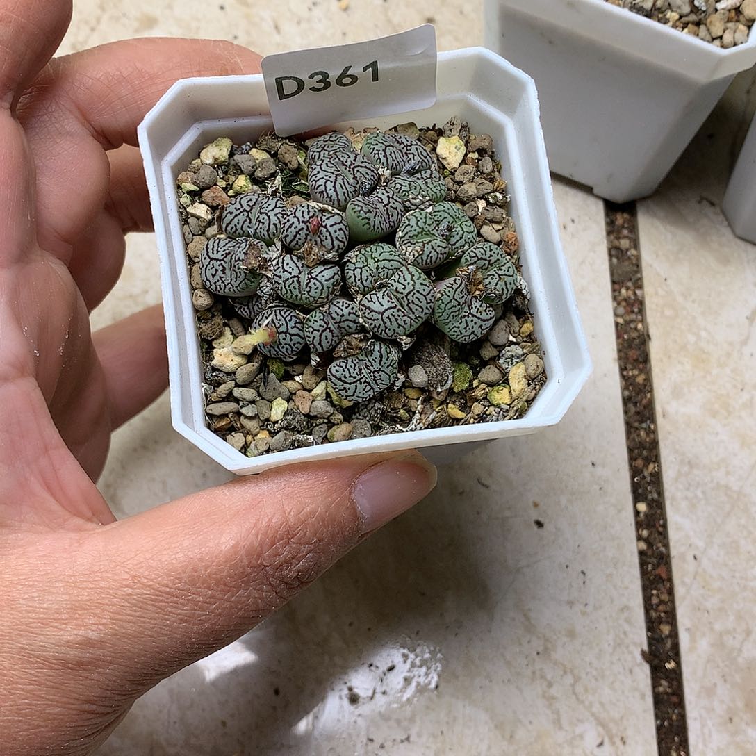 㠛*孴D361多肉植物保护研究所