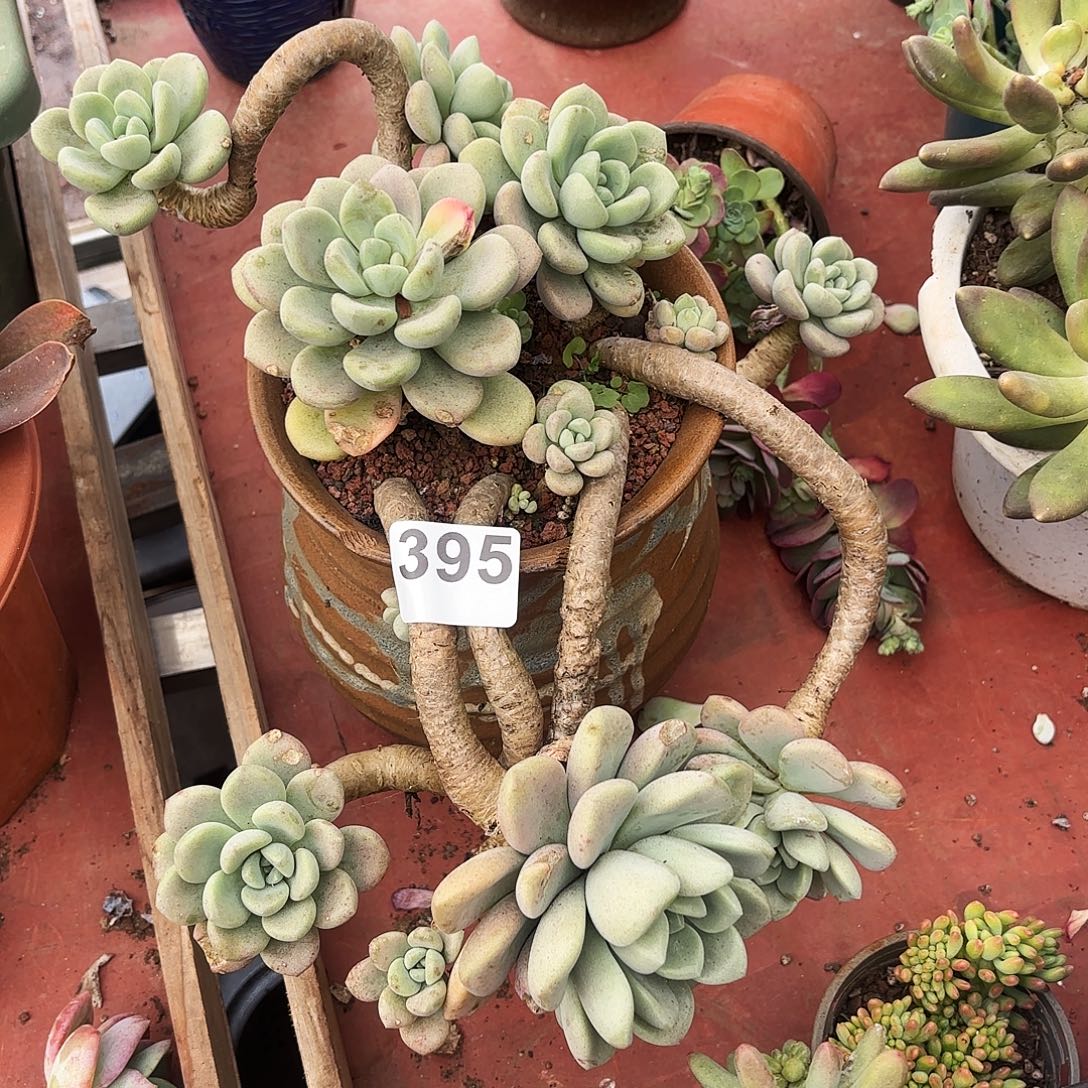 s***7多肉植物花斑路一颗悬崖不售后