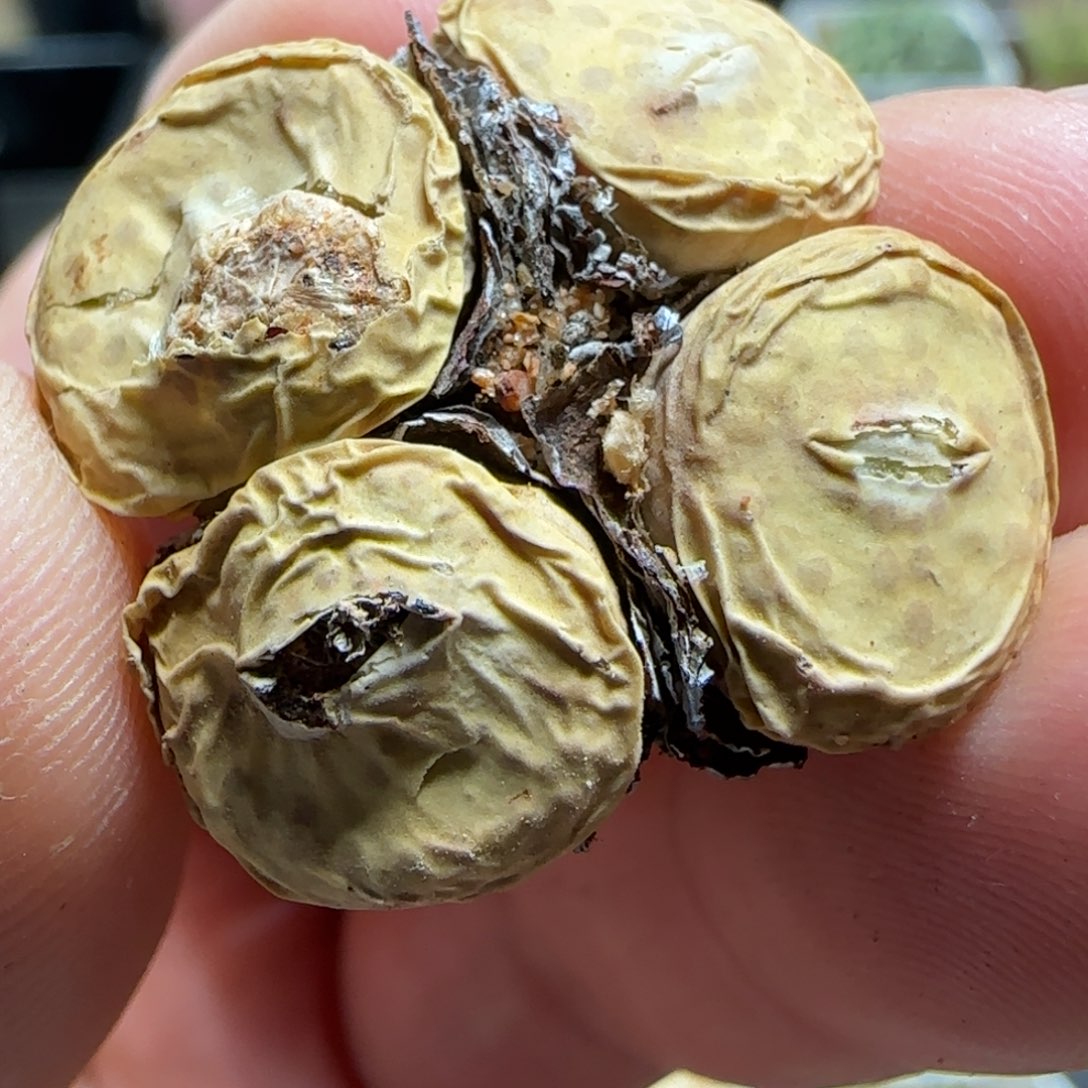 2.3多肉大型嘟嘟嘴36号