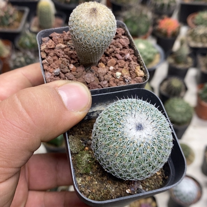 月世界乌月丸2颗特价