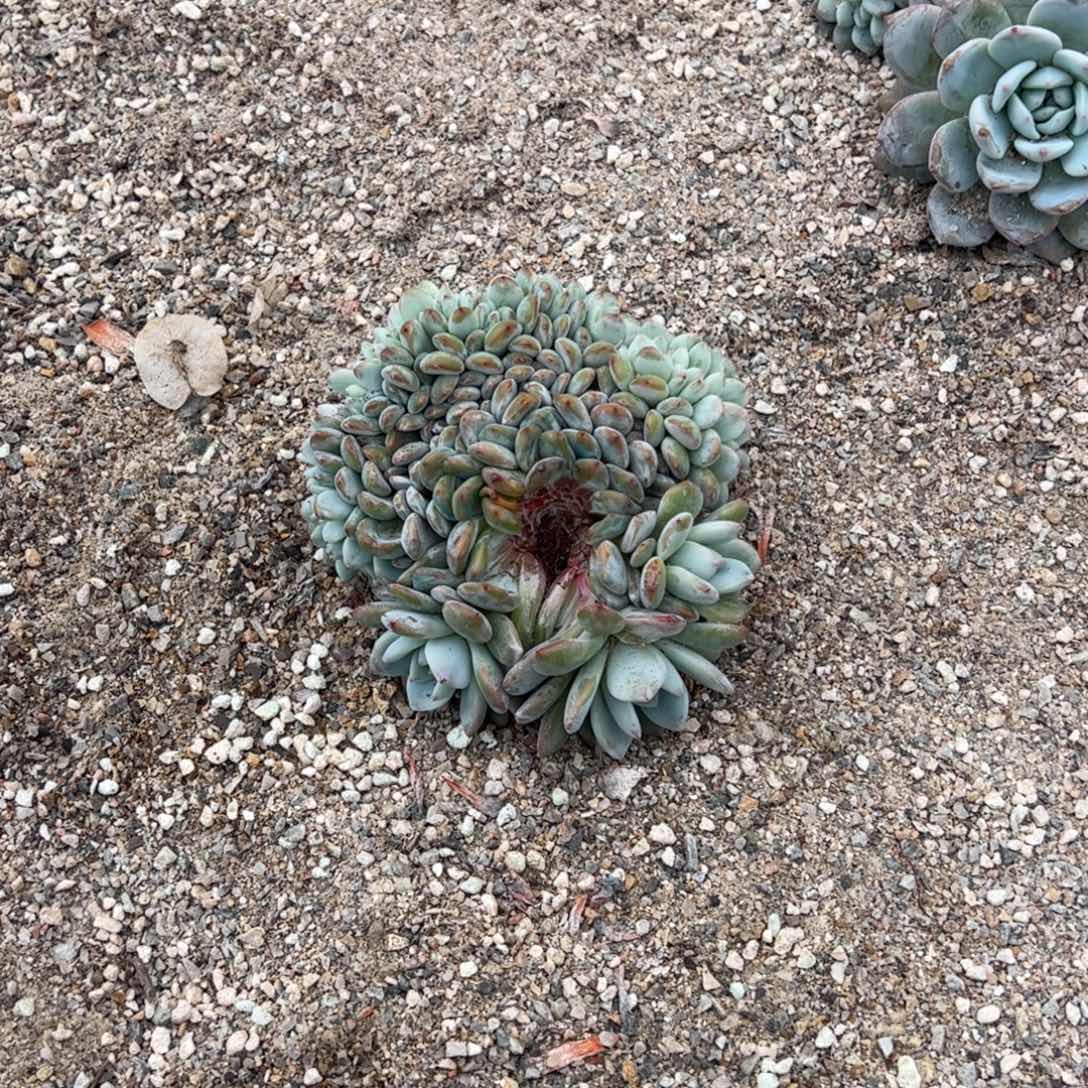 B-8多肉多肉多肉多肉