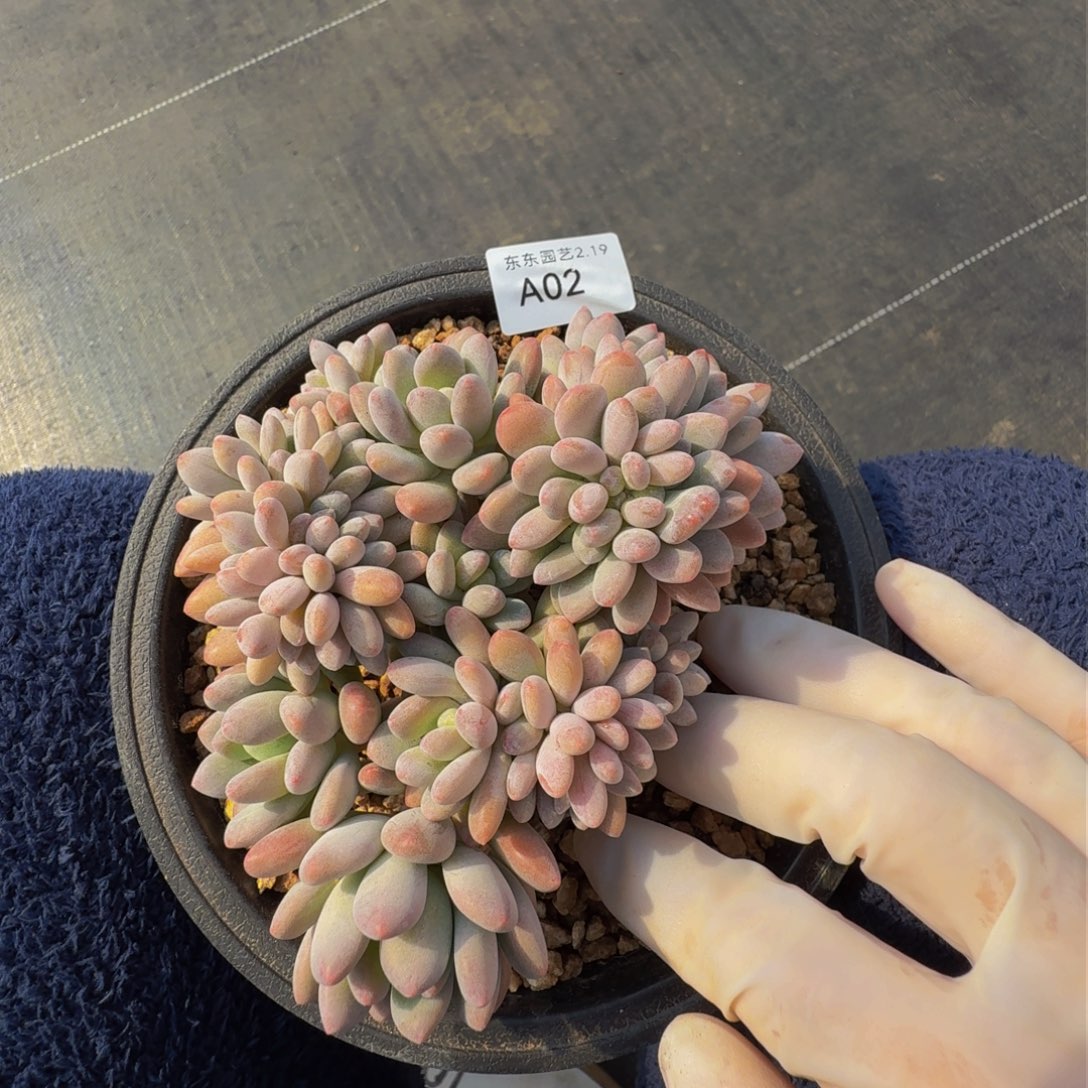 a a a a a a a a 2