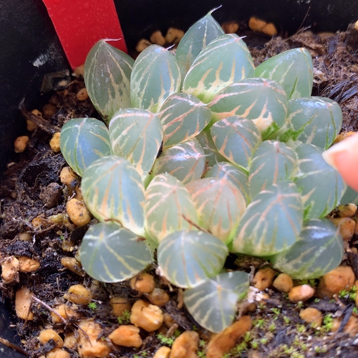 霓虹灯玉露锦带盆土发货