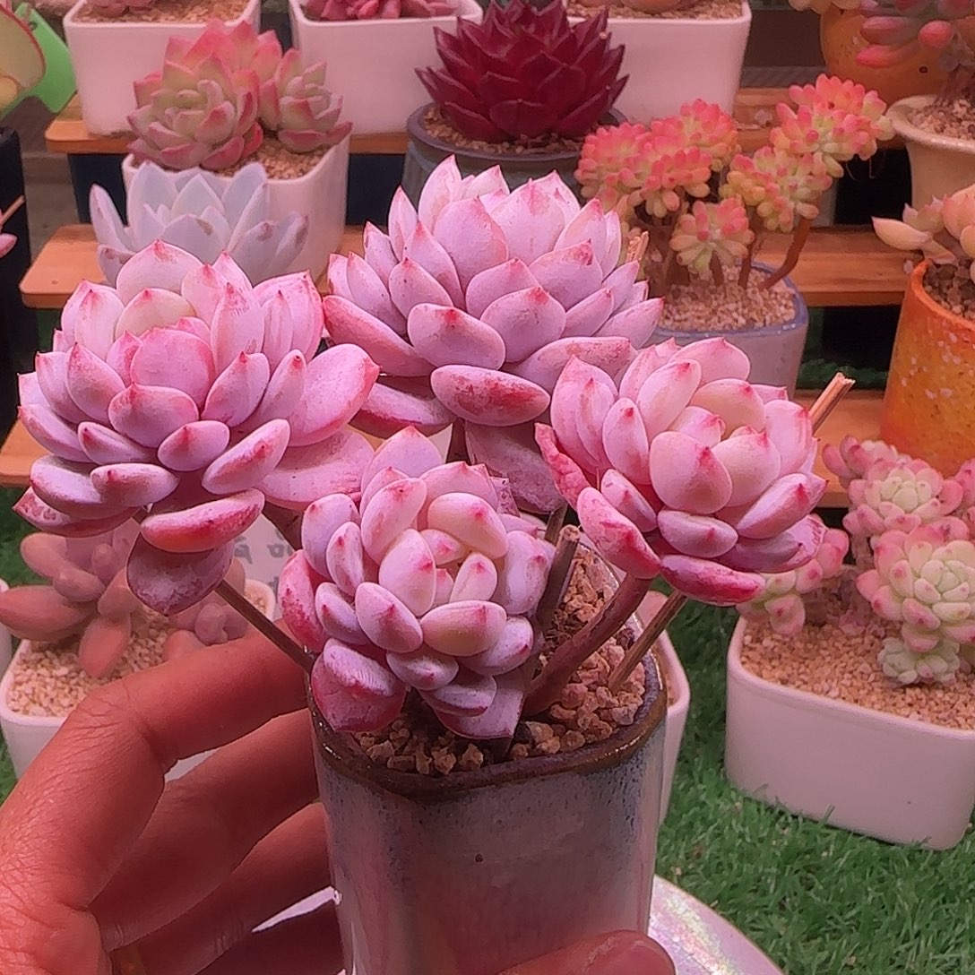 星星橙不带盆土发货