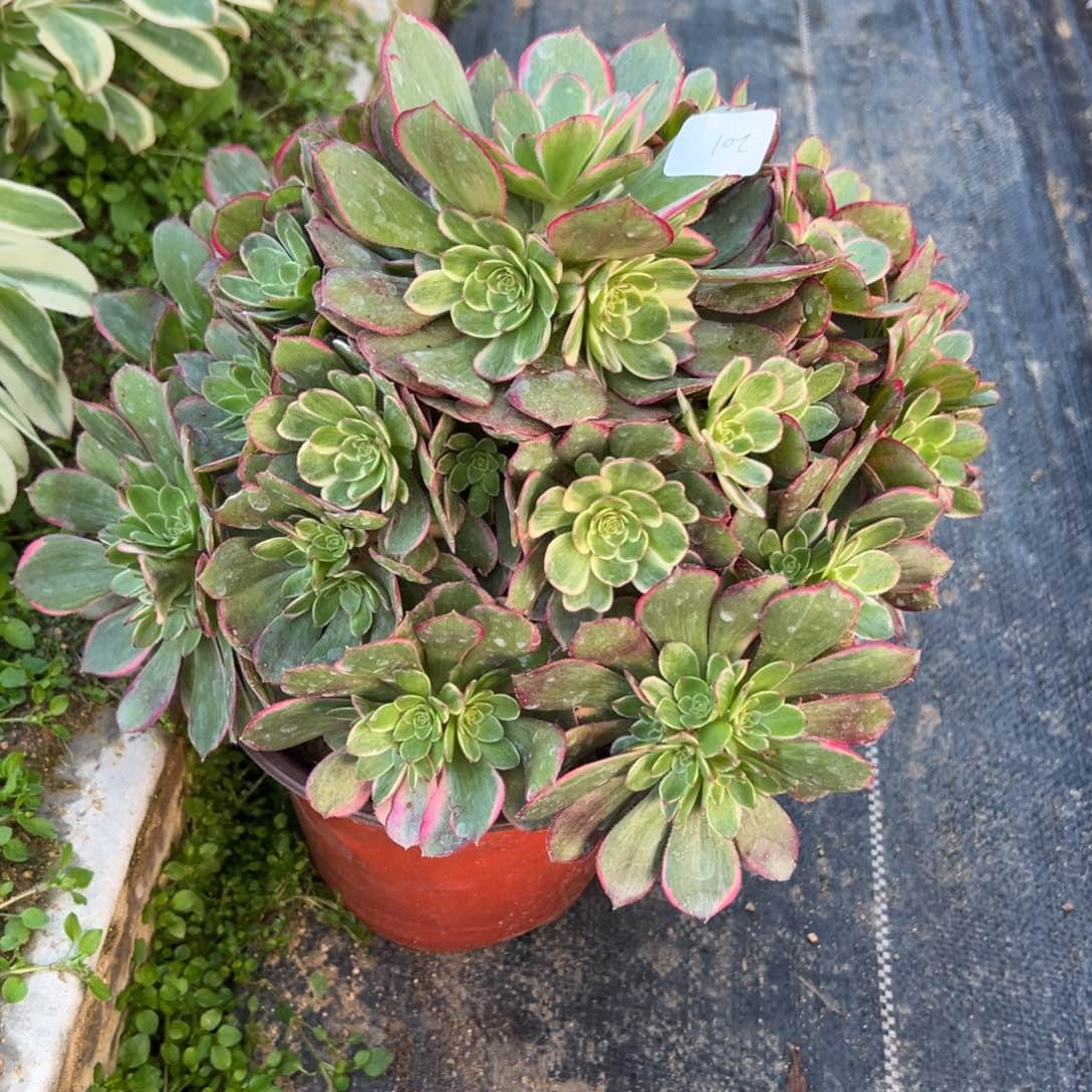 201粉花妖多肉多肉多肉