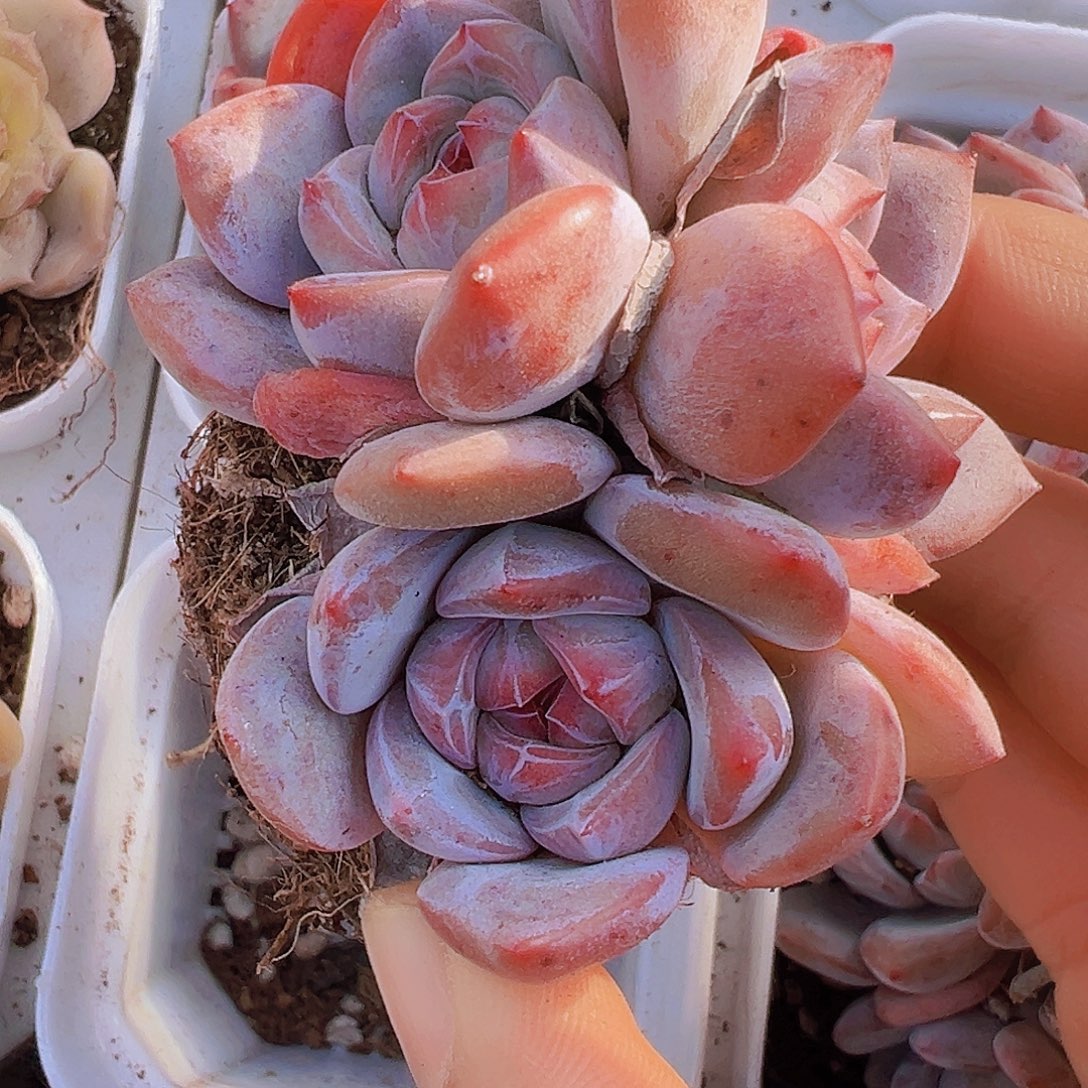 石榴籽群19包邮多肉