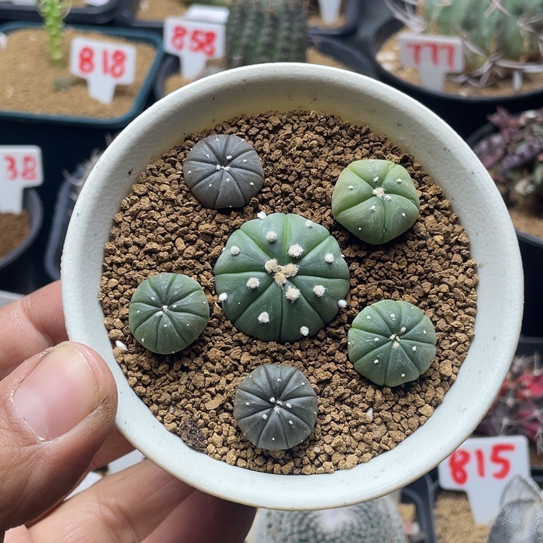 实生兜 带盆土包邮