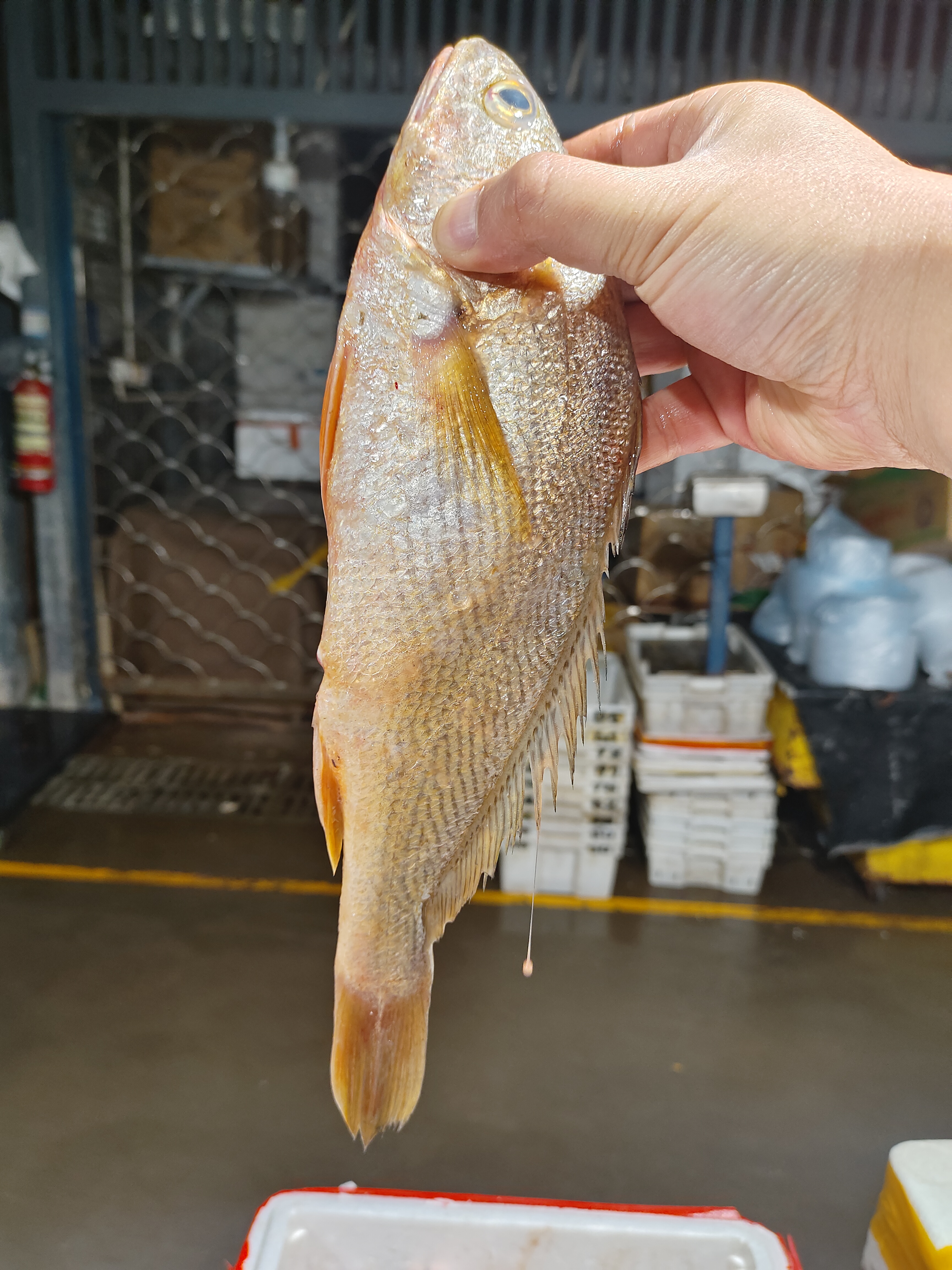 野生圆头黄姑鱼（三斤3-4条） 品质棒棒棒价格实惠，江浙沪冰鲜发货。