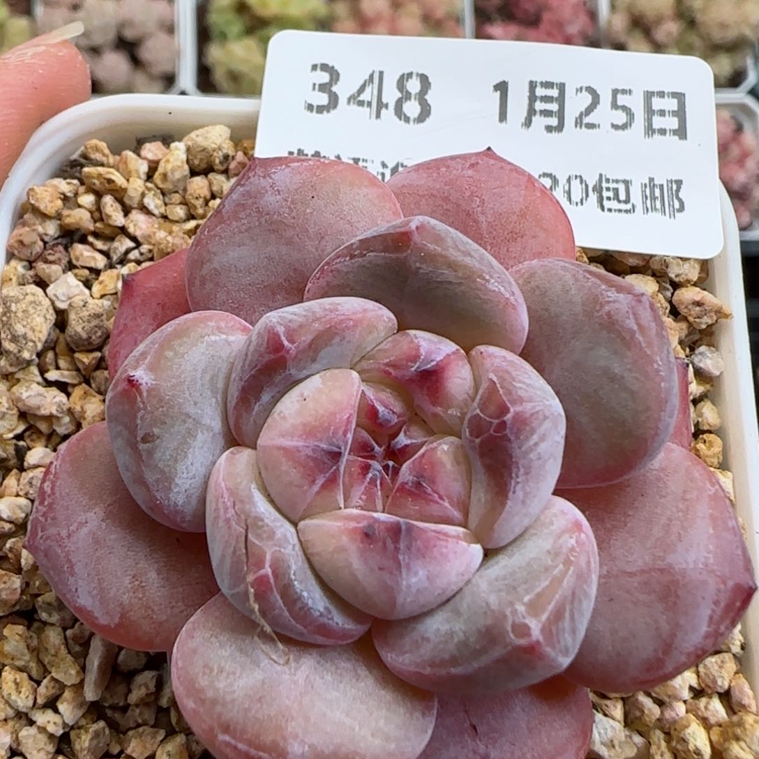 花语逸镜0125-348新颖