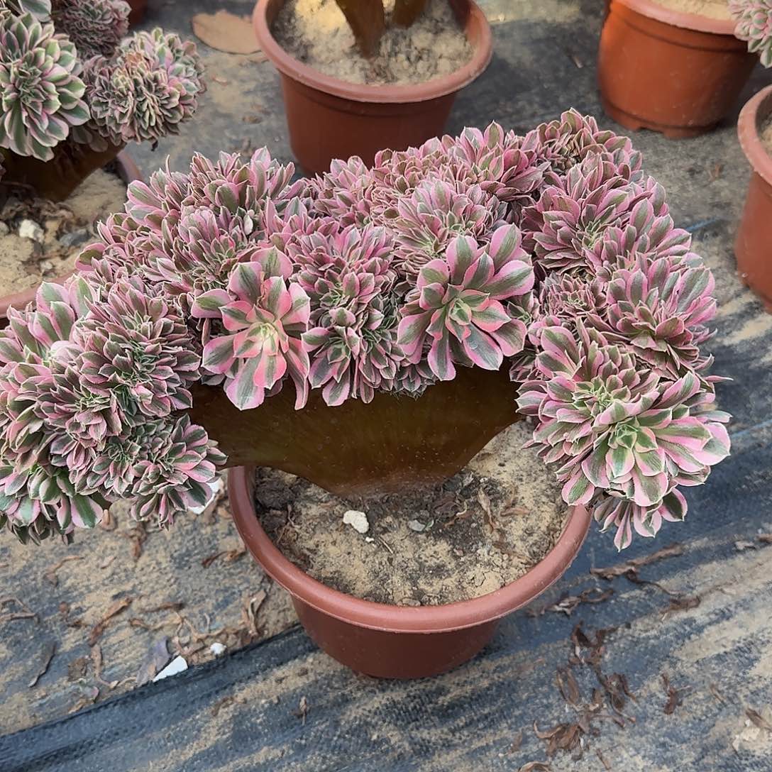 大***宿女巫咯哦哦哦呃呃呃呃