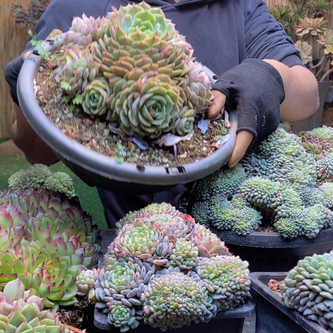 小*?C195号昂斯诺手捧