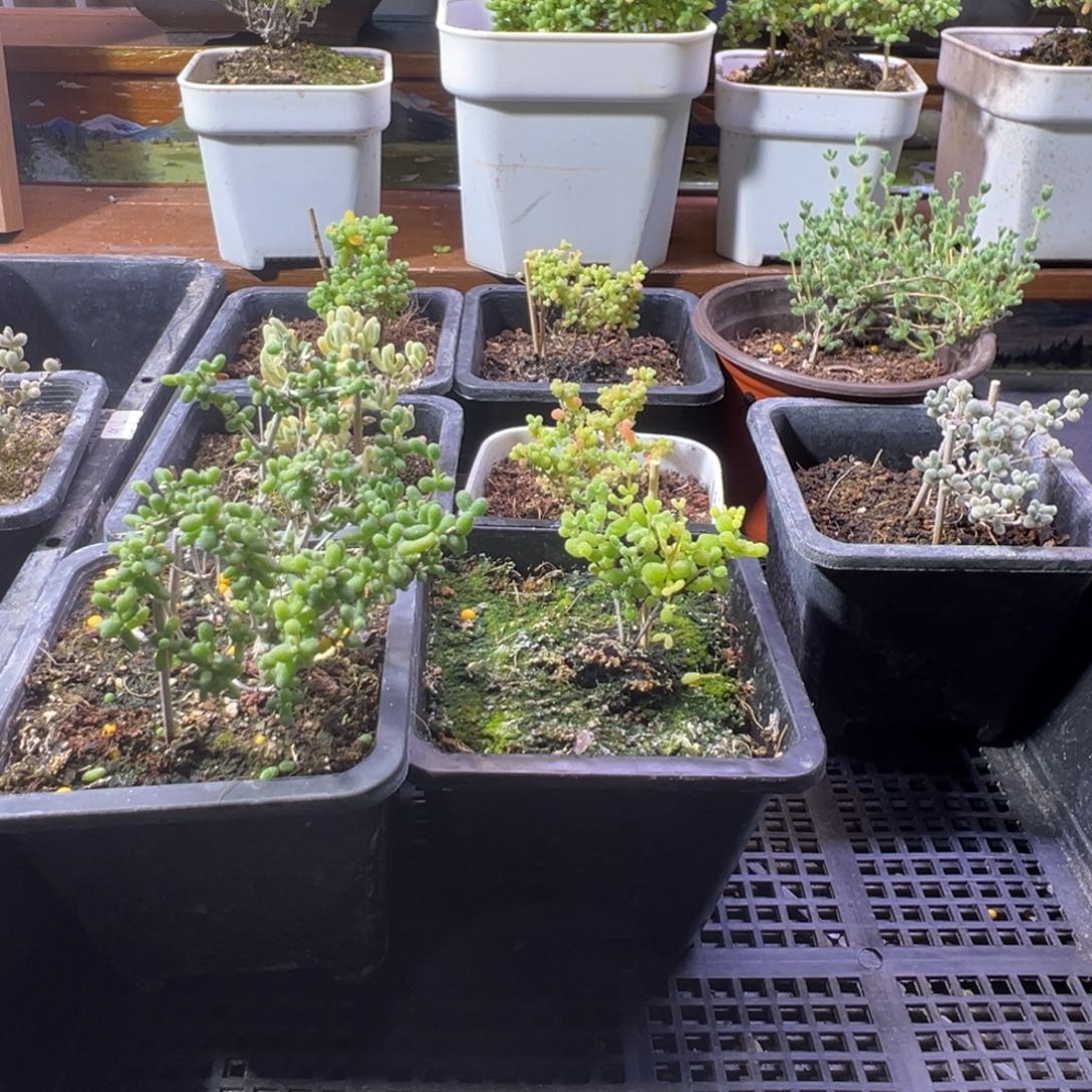 枝干番杏蜜橘糖球939