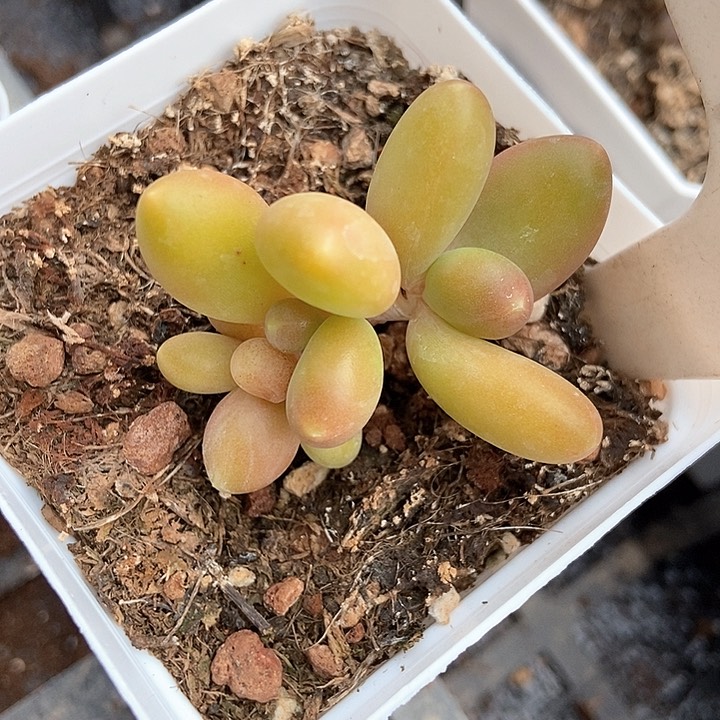 多肉植物1046多多肉