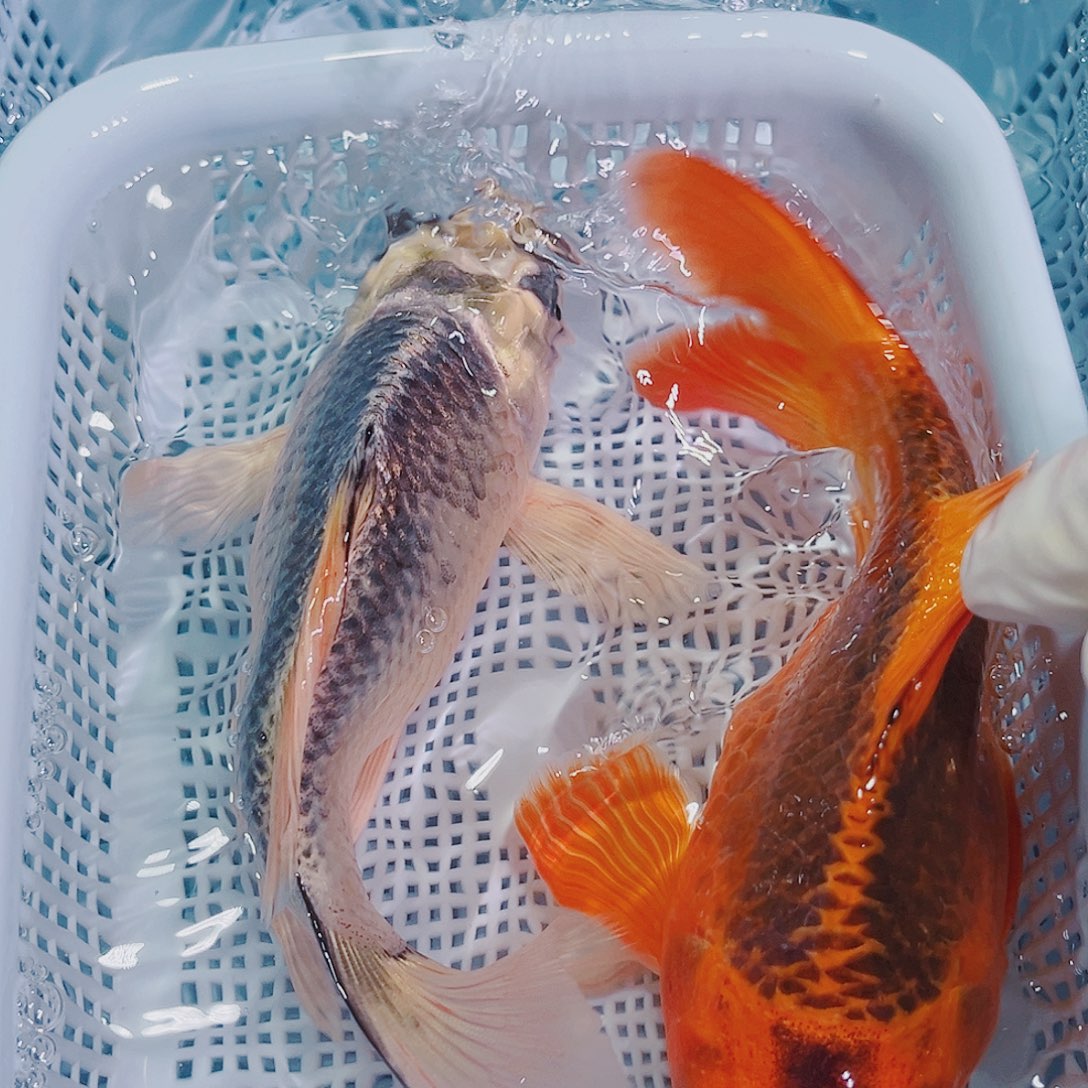 锦鲤锦鲤冷水鱼观赏110