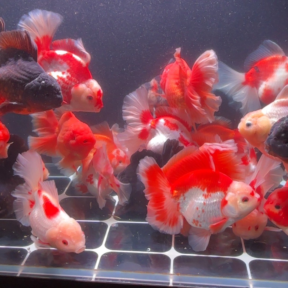 我知我心老板专拍链接