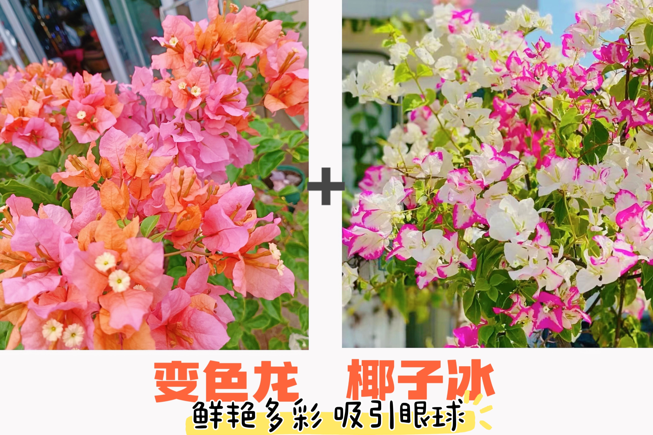 （变色龙+椰子冰）到手2棵 三角梅 带土带根带枝叶（不带花不带盆）