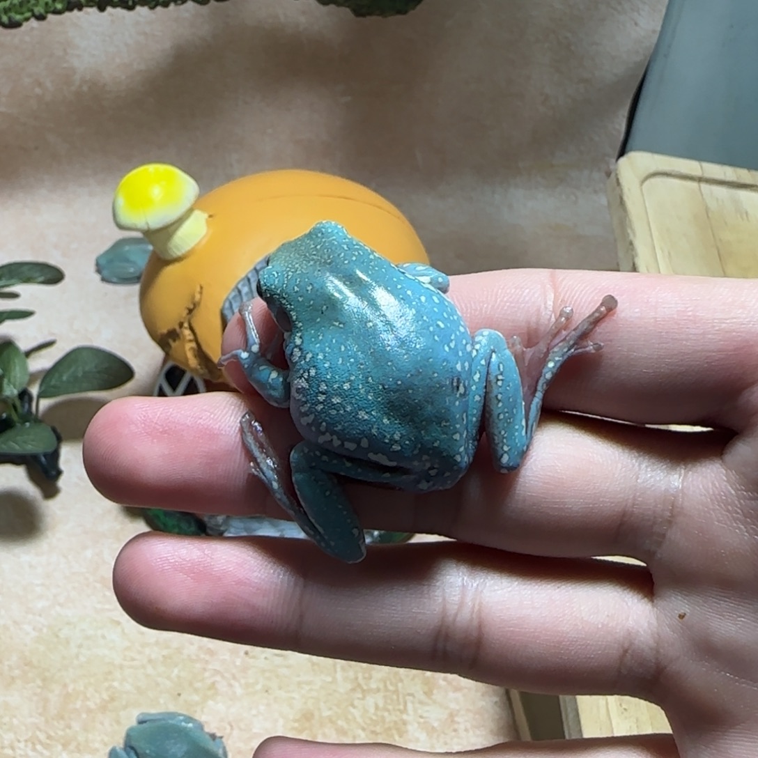 老爷树蛙地中海娃娃