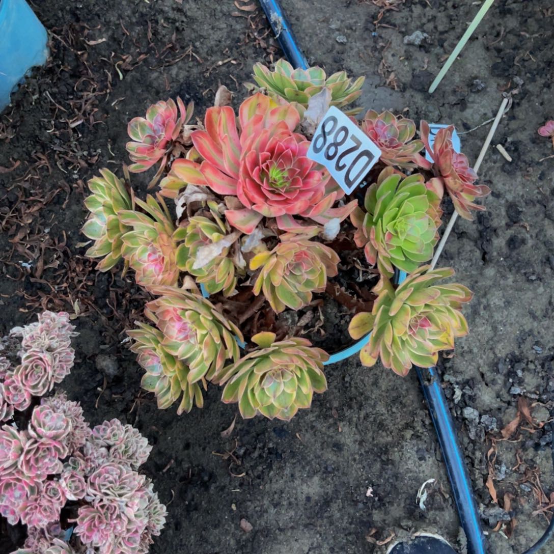 七彩万圣节16//////34包邮